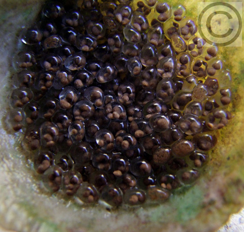 teulerei eggs